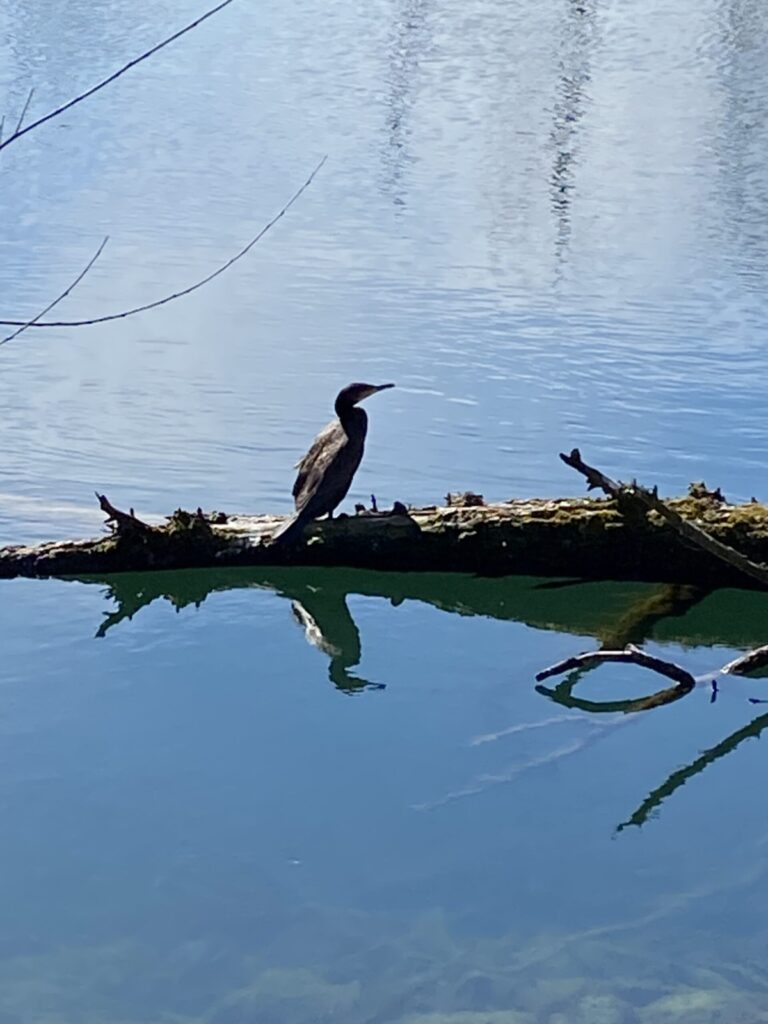 Kormoran auf dem Wasser