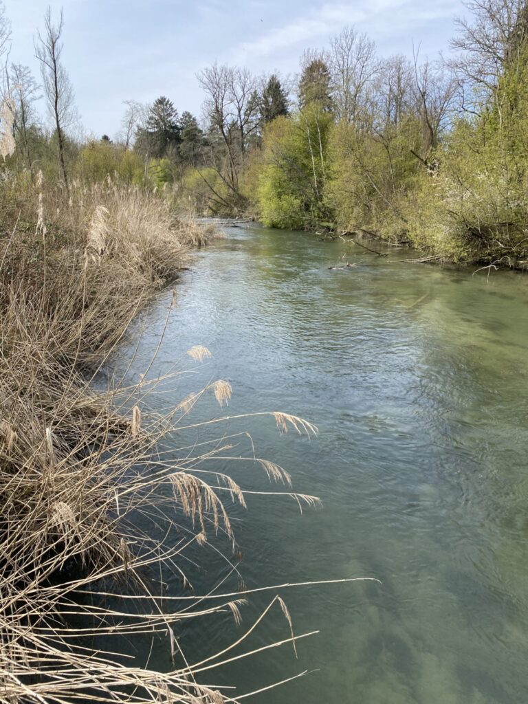 Alte Aare nahe Busswil