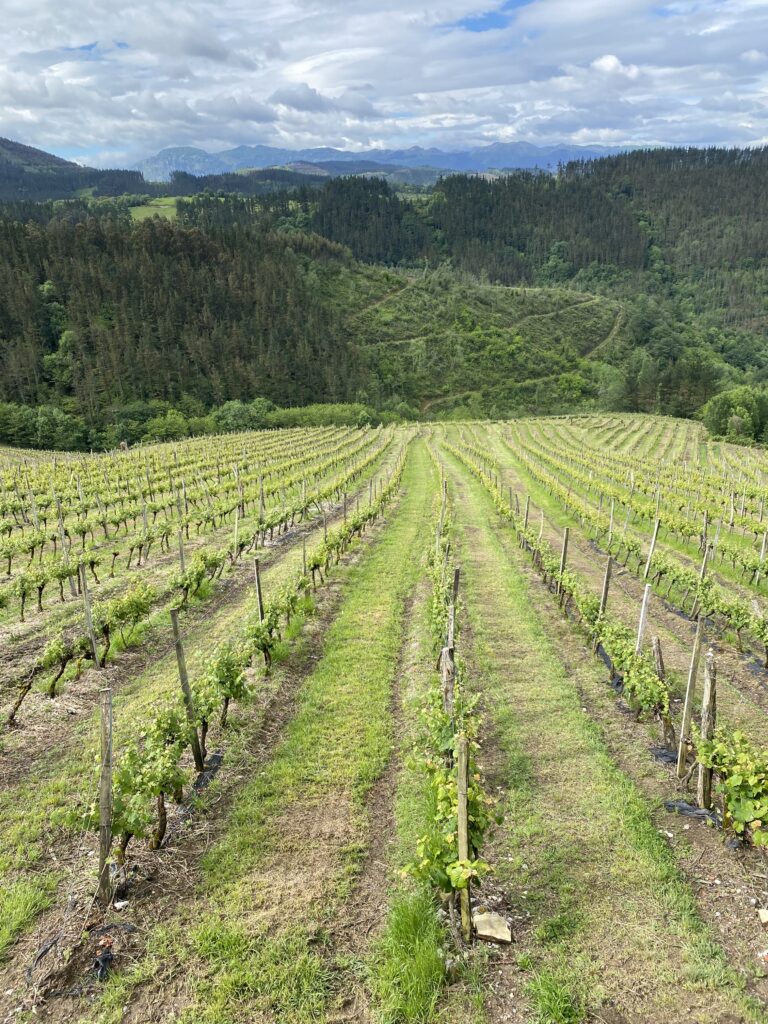 Txakoli-Reben