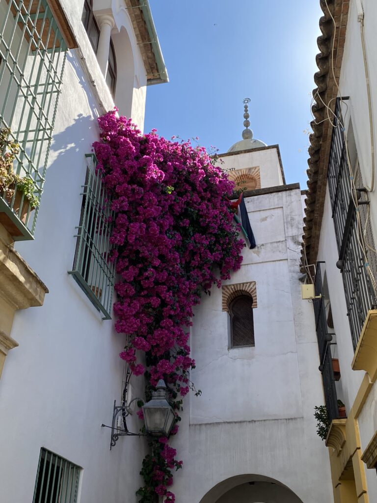 Bougainvillea