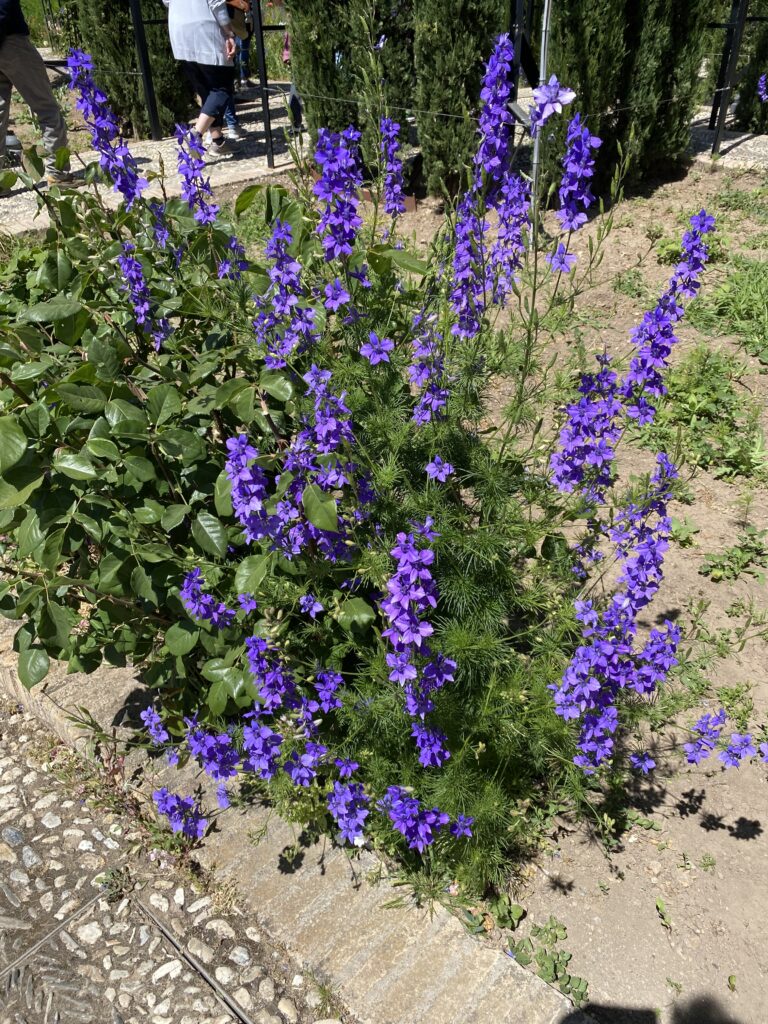 Es blüht in Blau