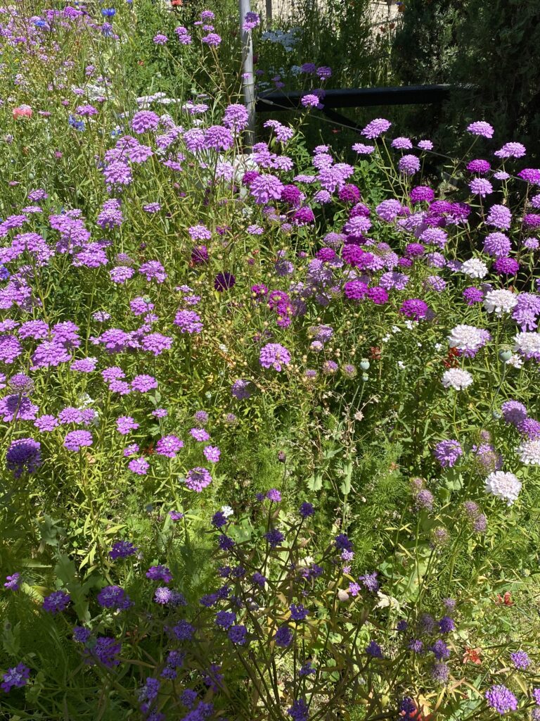 Witwenblumen in verschiedenem Lila