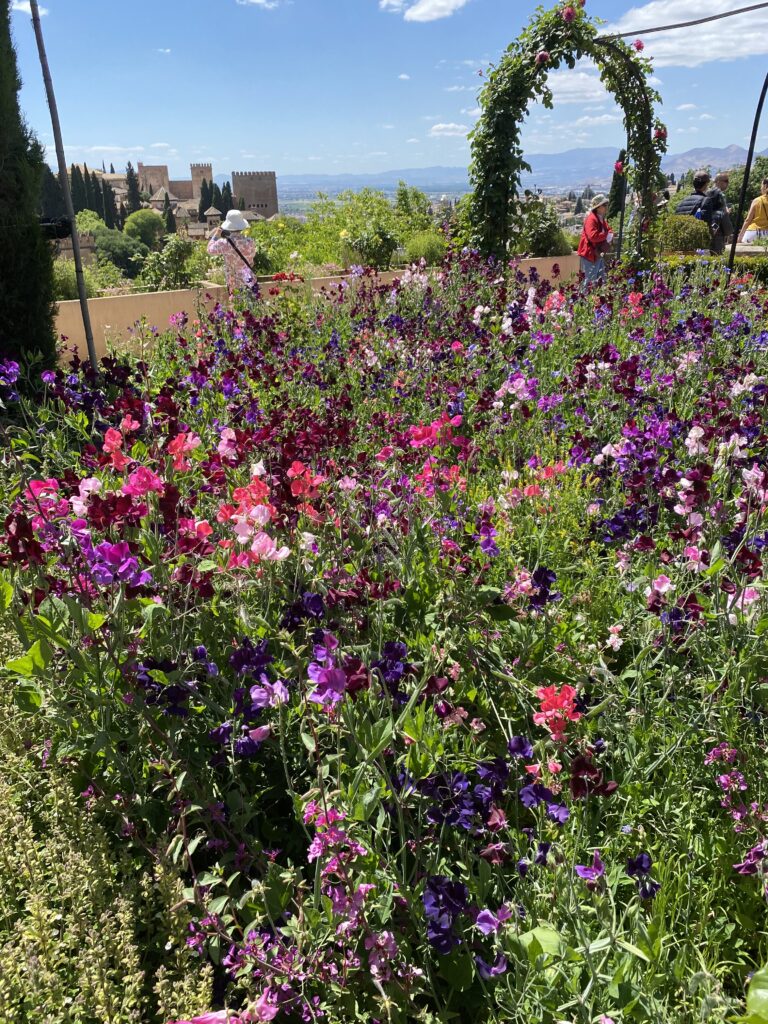 Wicken in voller Blüte