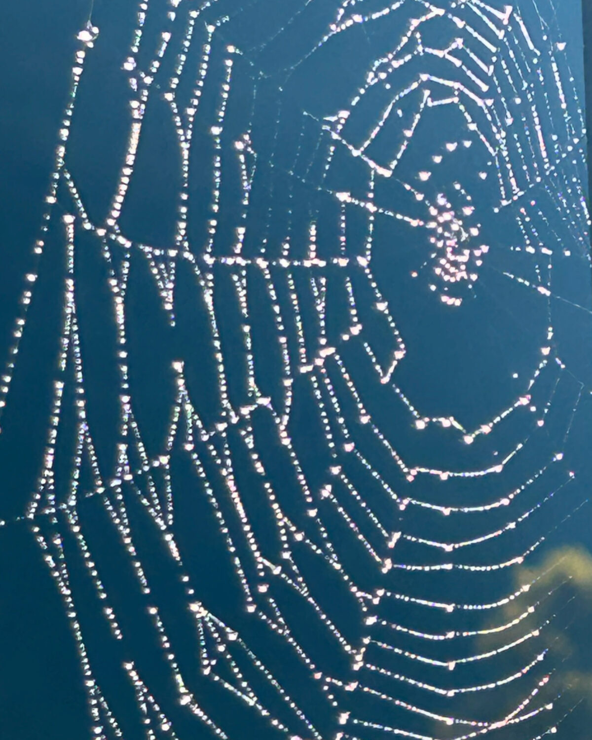 Spinnennetz mit Tautropfen