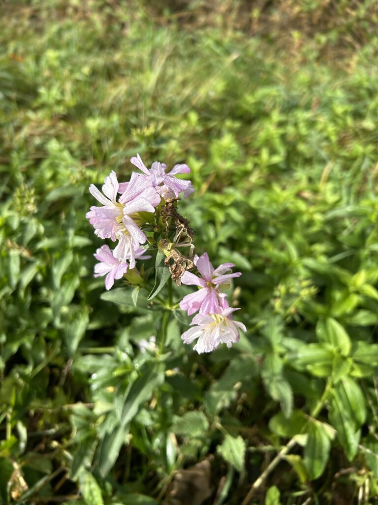 Gewöhnliches Seifenkraut