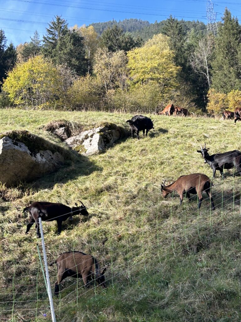 Ziegenherde