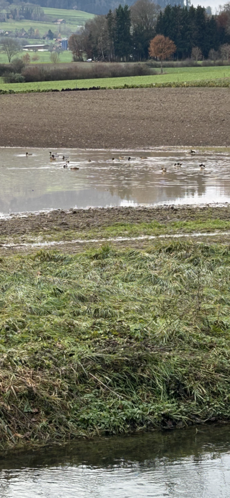 Badende Enten auf dem Feld