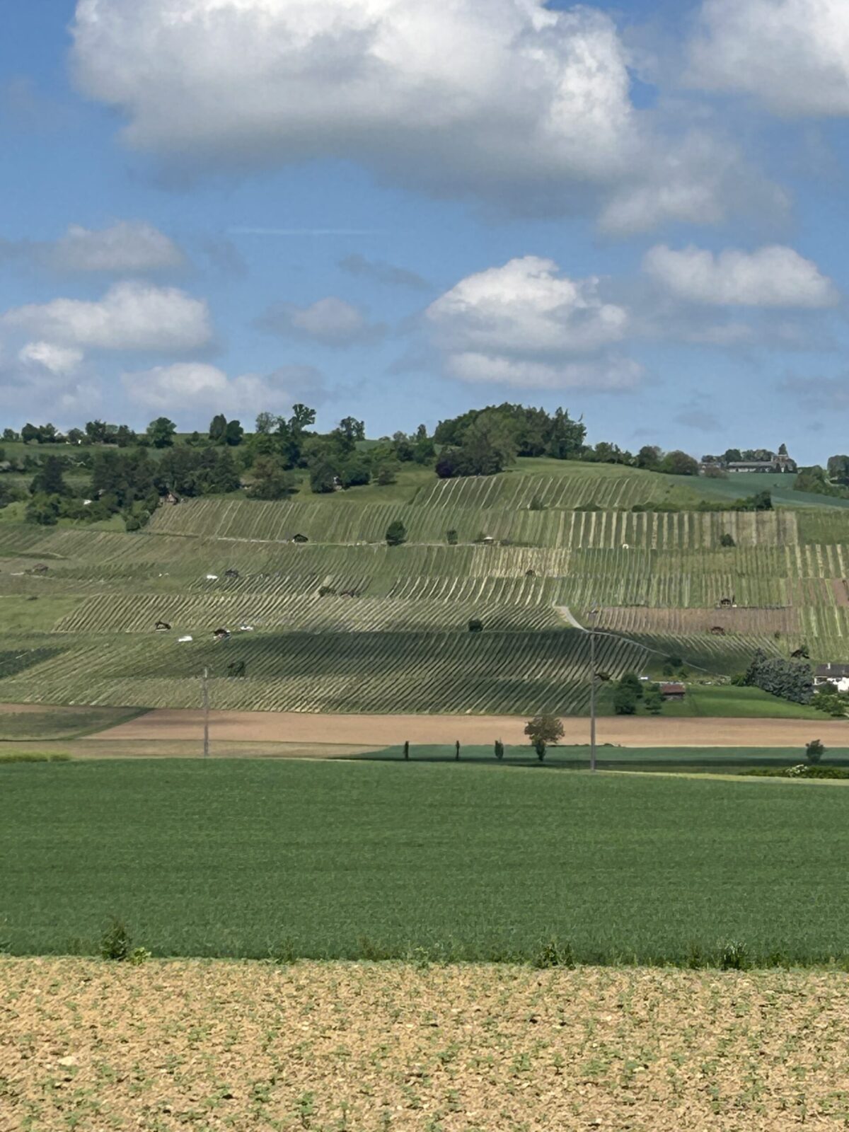 Sonnige Weinberge bei Hallau