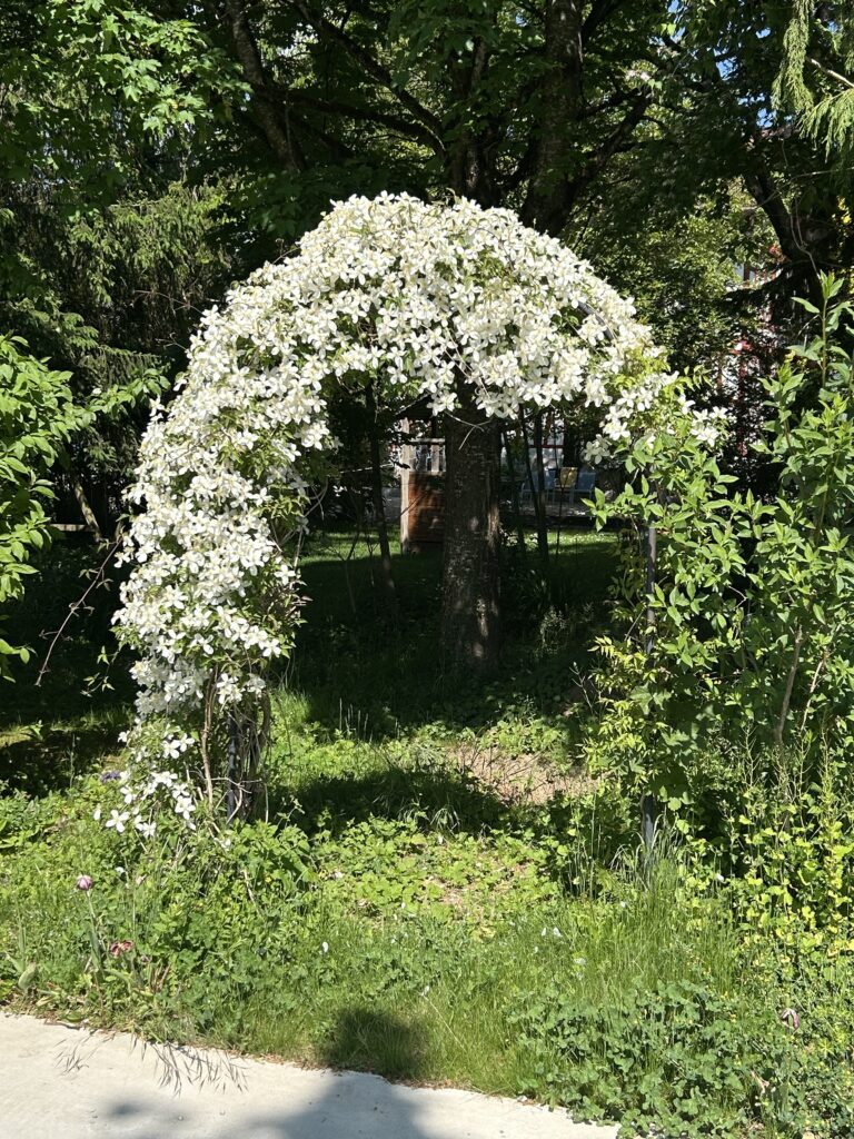 Clematis-Bogen zu einer Gärtnerei