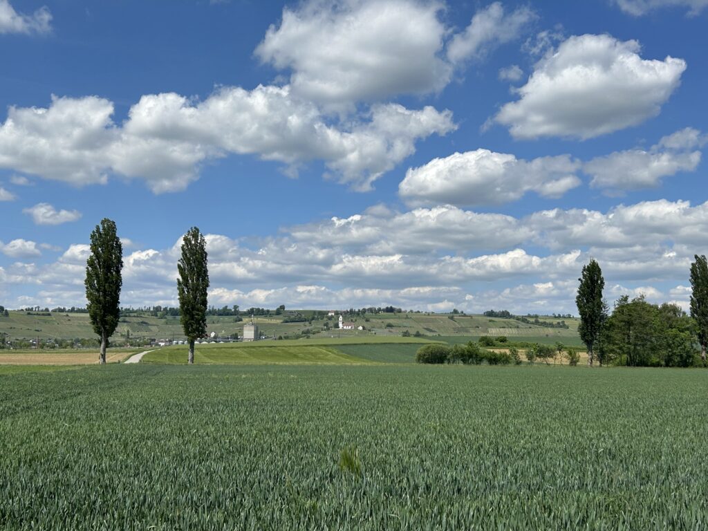 Die Rebberge im Klettgau