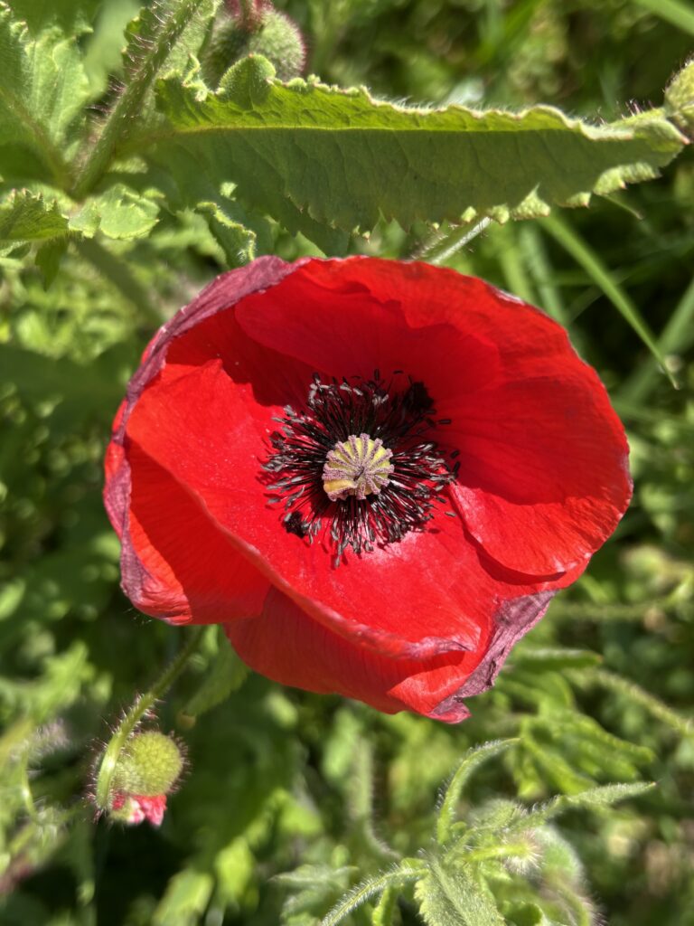 Roter Mohn