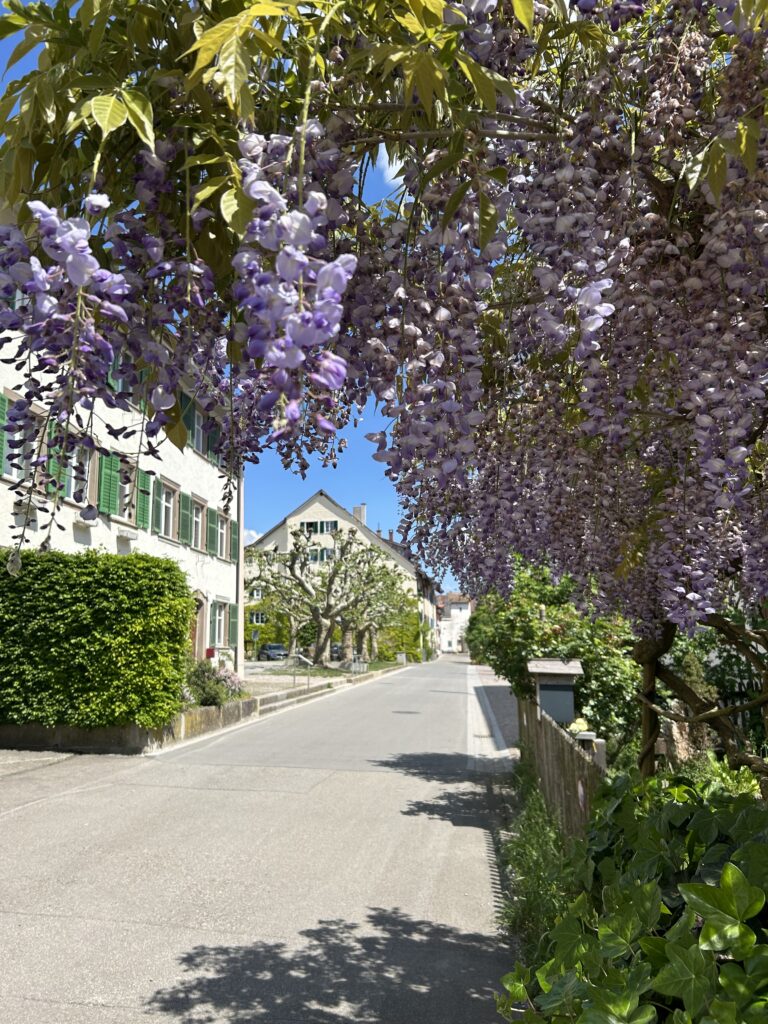 Glyzinien im Vorgarten