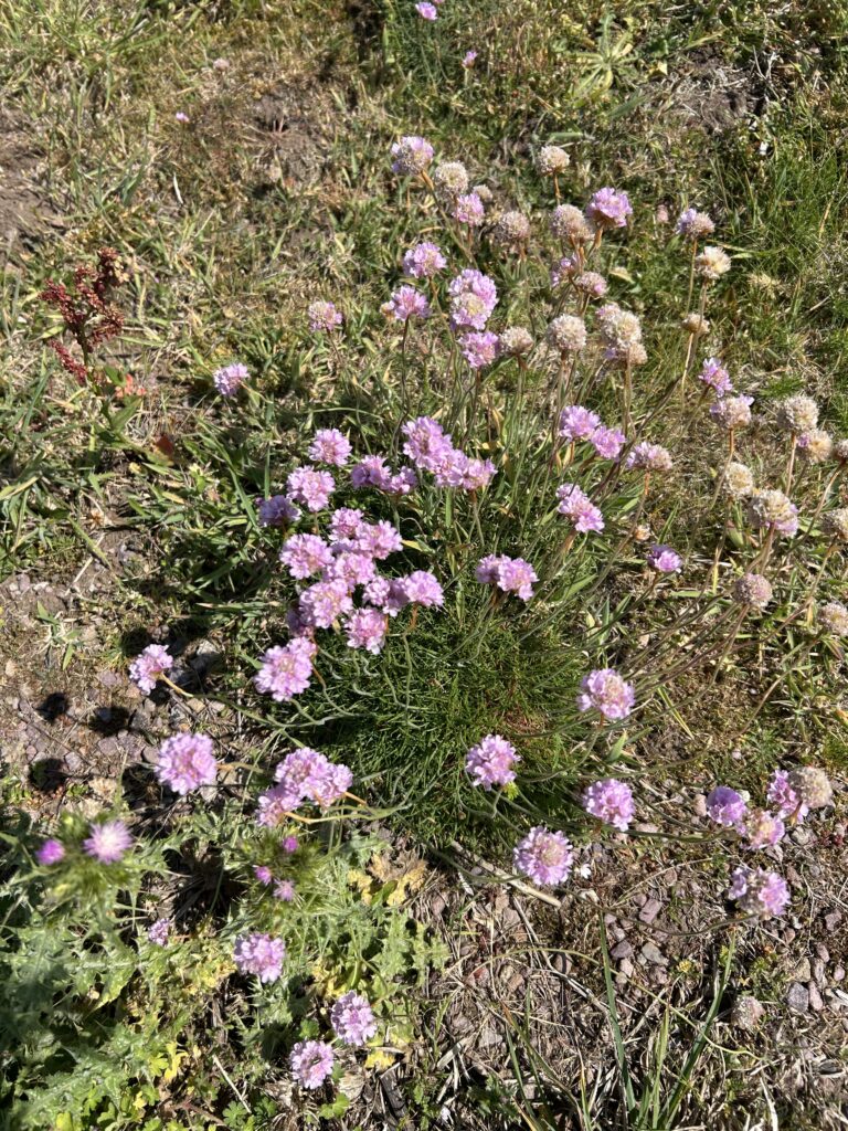 Strandgrasnelke