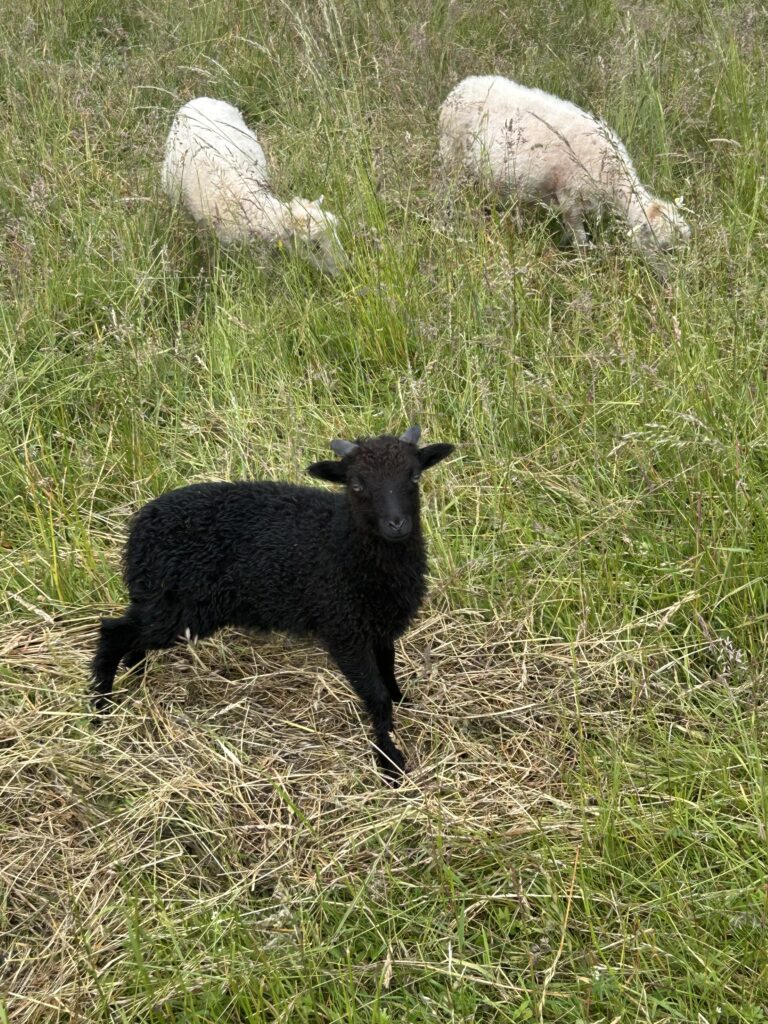 Junges schwarzes Schaf