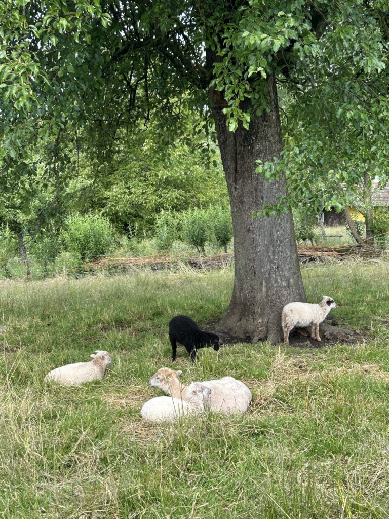 Ruhende Schafe unter dem Baum