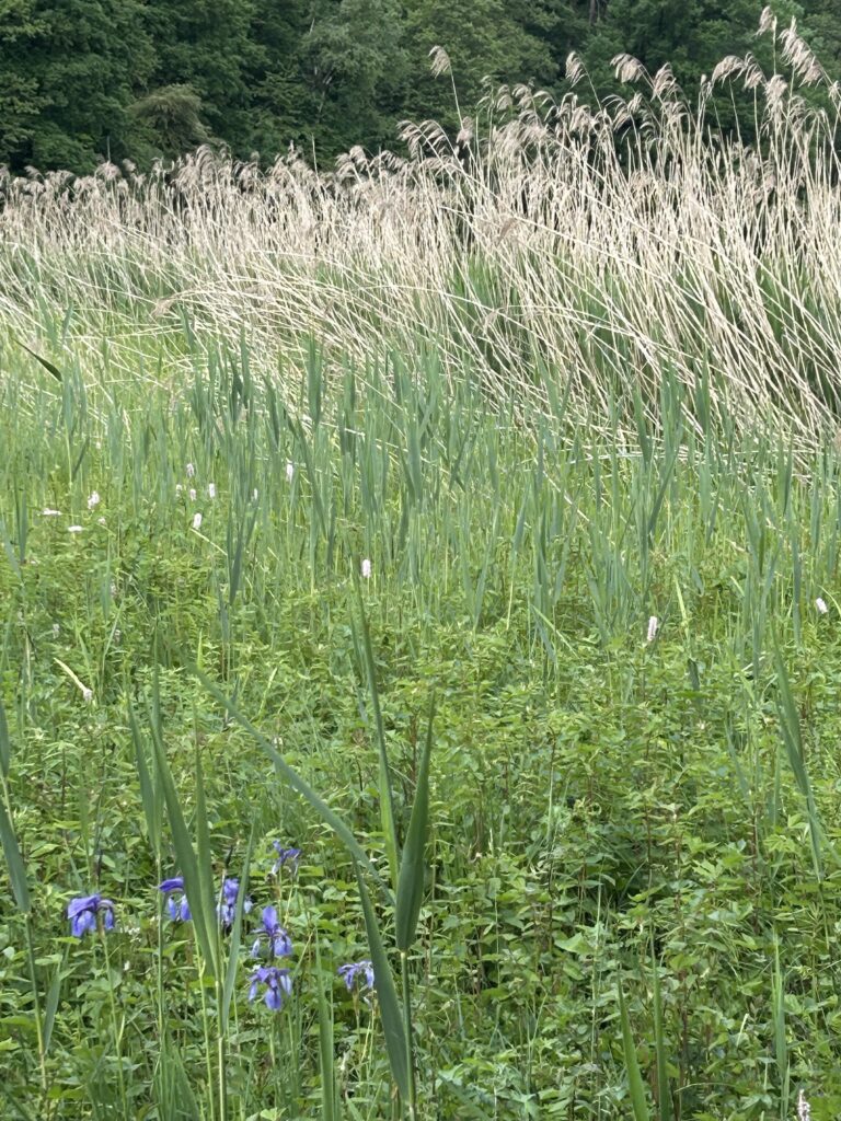 Moorlandschaft mit Schilf