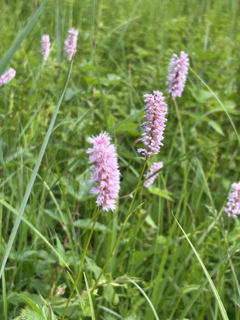 Schlangenknöterich