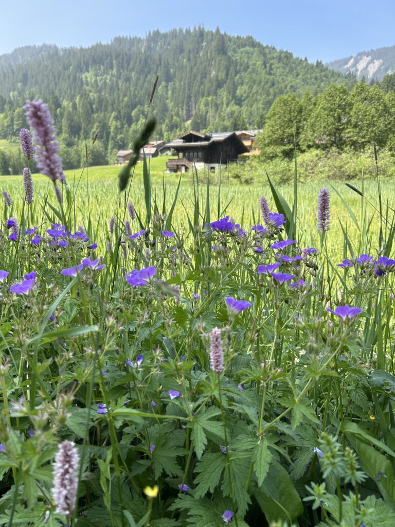 Bunter Strauss vor herrlicher Kulisse