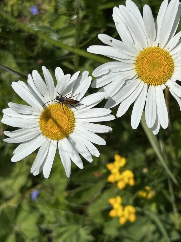 Margeriten mit Gast