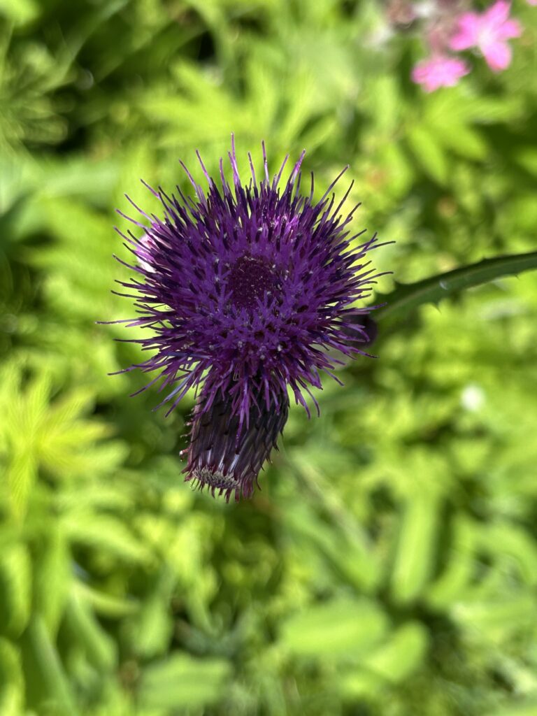 Kratzdistel