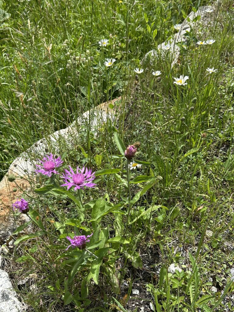 Blühende Wiese