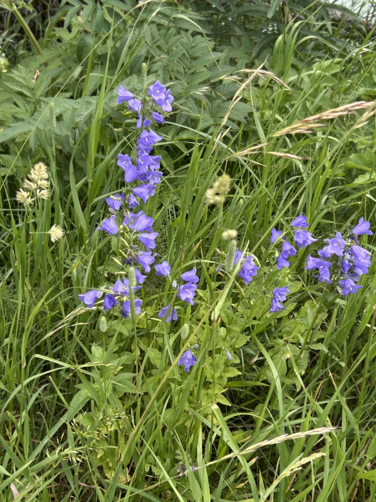 Glockenblumen