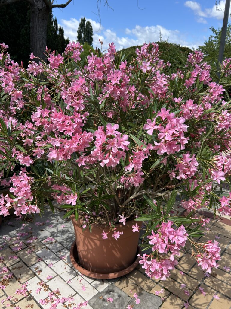 Oleander vor dem Einkaufszentrum