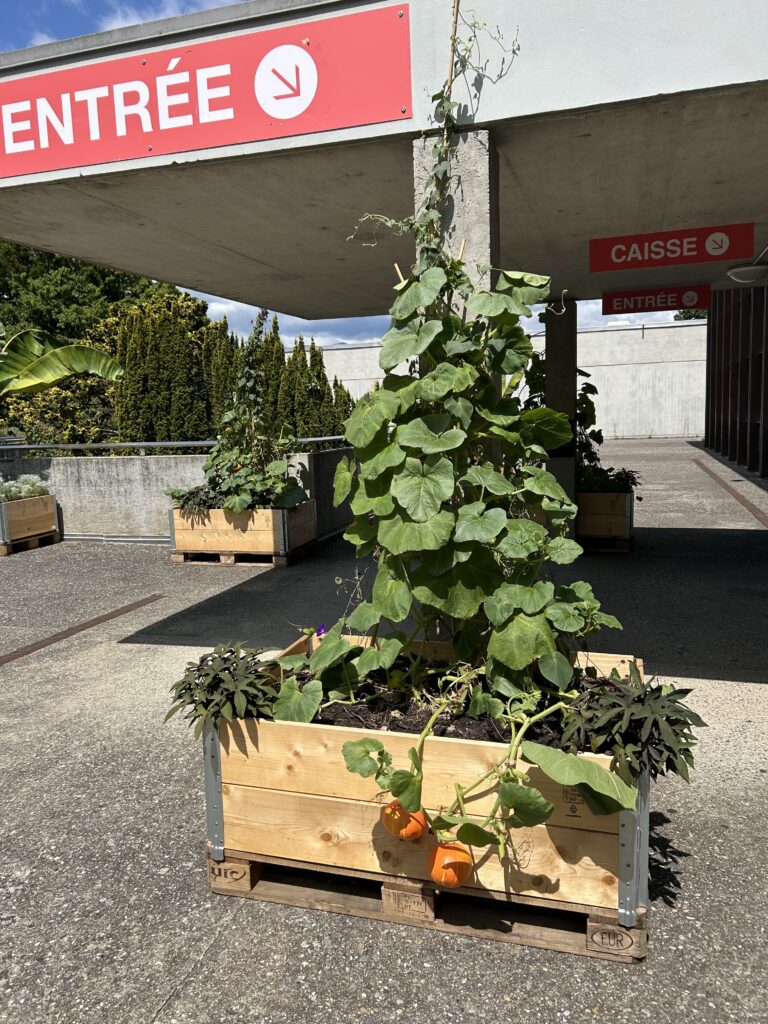 Kürbisse vor dem Theater sind schon reif