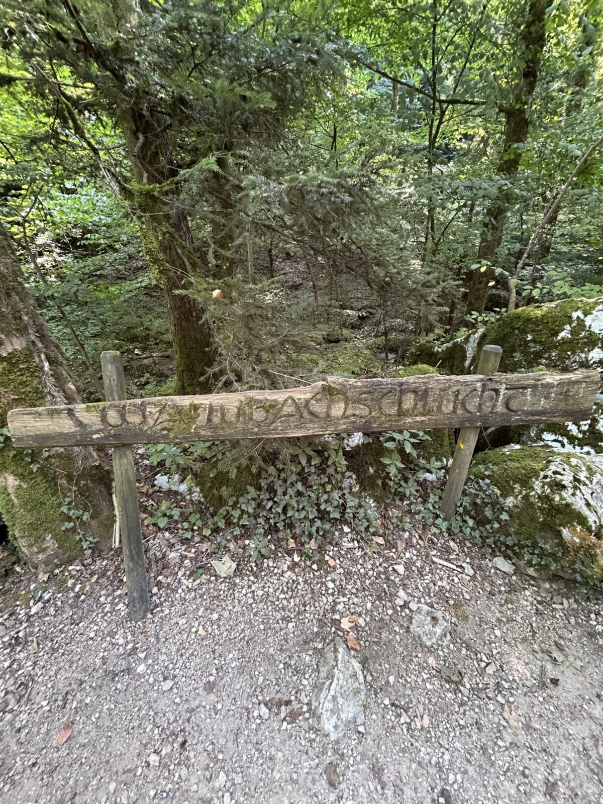 Twannbachschlucht auf altem Holz