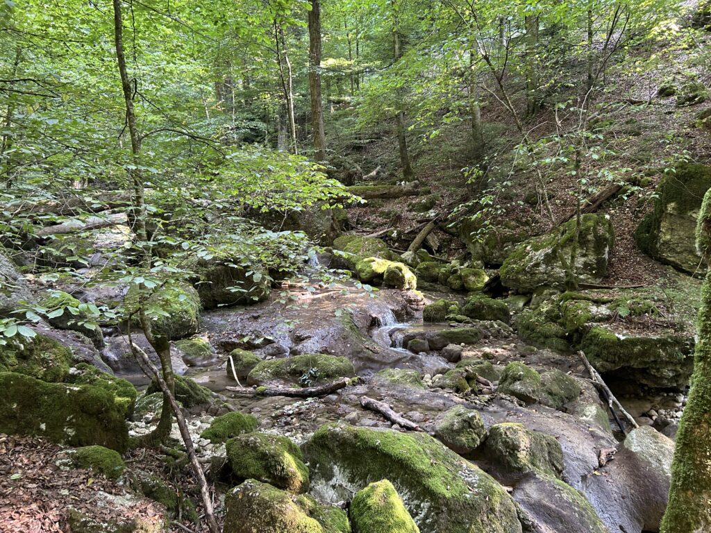 In der Twannbachschlucht