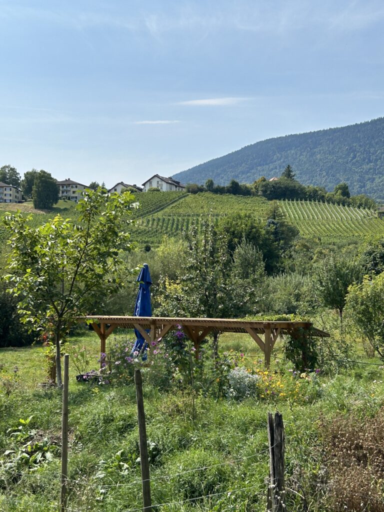 Rebberge bei Boudry