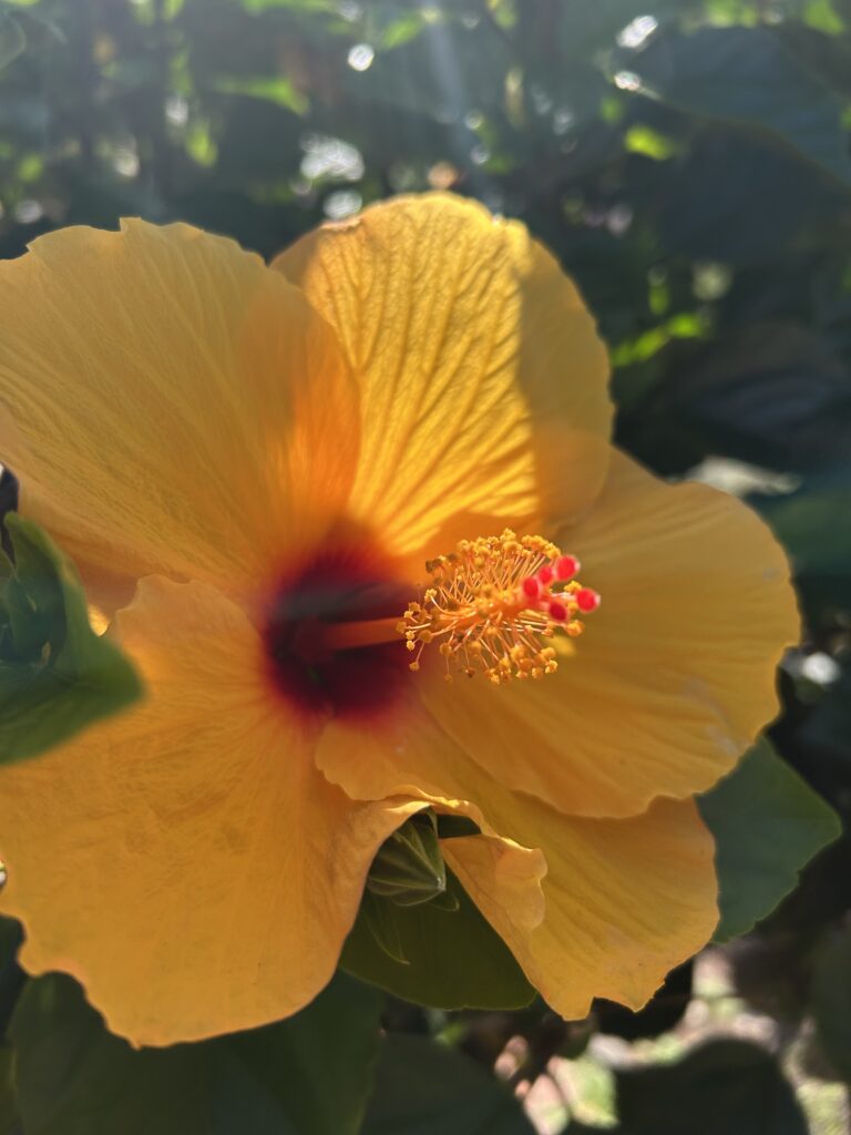 Hibiskusblüte im Kurpark